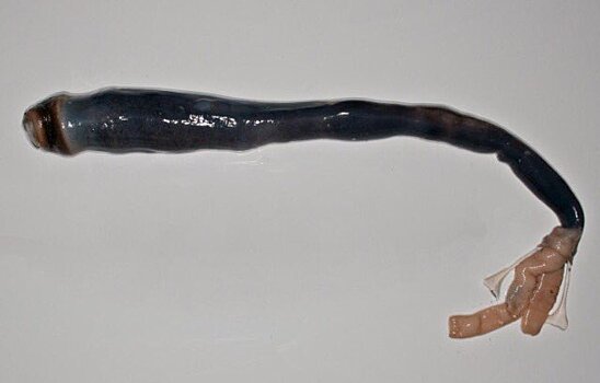 Ученые впервые исследовали гигантского корабельного червя