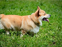 Сколько длится беременность у корги?