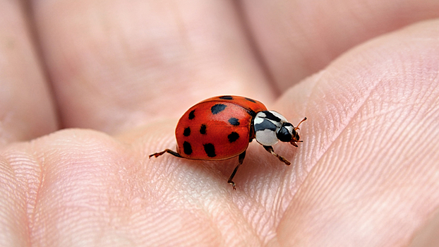 Осеннее нашествие божьих коровок: как избавиться от насекомых на балконе