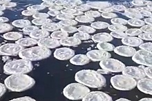 В Биробиджане река покрылась ледяными лепешками