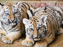 "Активные граждане" дадут имена амурским тигрятам из Московского зоопарка