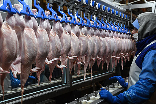 "Ъ": российские птицеводы опасаются проблем в производстве мяса из-за нехватки кормовых добавок