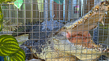 Покормить крокодилов и поесть улиток. Экзотический отдых в Коломне