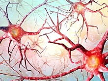 Ученые выявили «невозможный» способ работы человеческого мозга