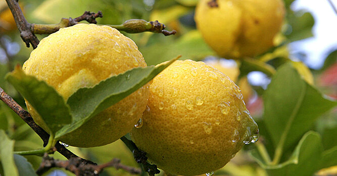 Лимоны из ЕС: витамин С или химическое оружие?