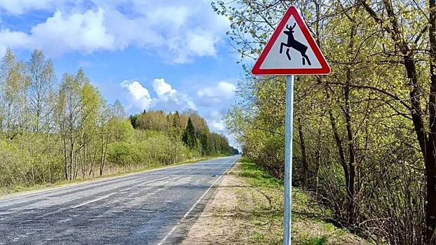 Диких животных могут огородить от трасс трёхметровыми заборами