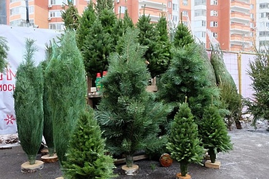 Стало известно, сколько будут стоить новогодние елки в Подмосковье