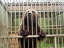 Медведица Феня, спасенная на Алтае, ищет новый дом