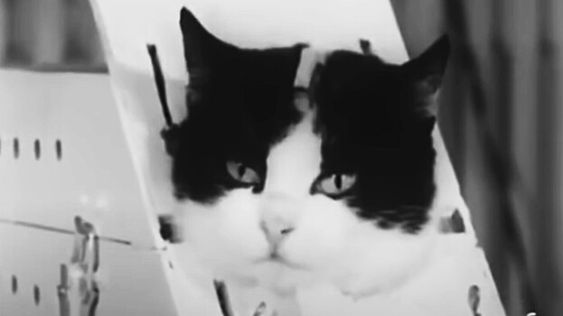 Как прошел единственный в мире космический полет кошки