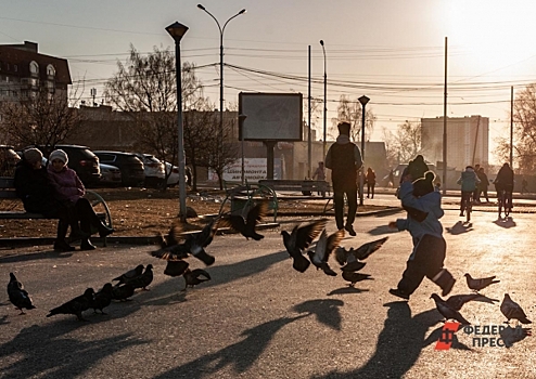 На Кубани внезапно погибли более двух тысяч голубей: причины