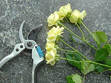 Новые лекции, экскурсии, и концерты проведут в онлайн-режиме столичные парки с 9 по 15 ноября