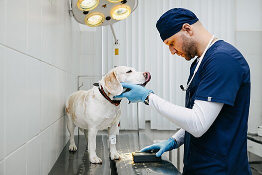 Собянин: Более 180 видов услуг предоставляется в ветеринарных клиниках Москвы