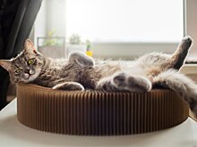 Грумер кошек Румянцева: кошка может сильно линять из-за сухого воздуха