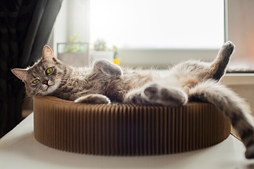 Грумер кошек Румянцева: кошка может сильно линять из-за сухого воздуха