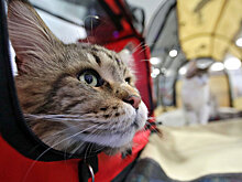 Ветеринар рассказал, как путешествовать с животными на самолете без стресса