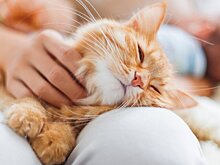 Врач Романенко: домашние кошки помогают избежать развития инсульта и инфаркта
