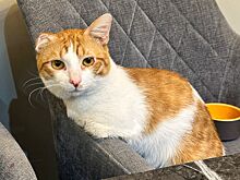 Не забыть проверить машину: как простая привычка может спасти животное