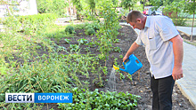 Городские грядки. Кто и зачем выращивает овощи и фрукты во дворах многоэтажек Воронежа