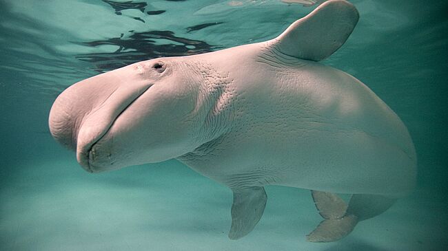 Ученые смогли записать уникальные отраженные сигналы белух