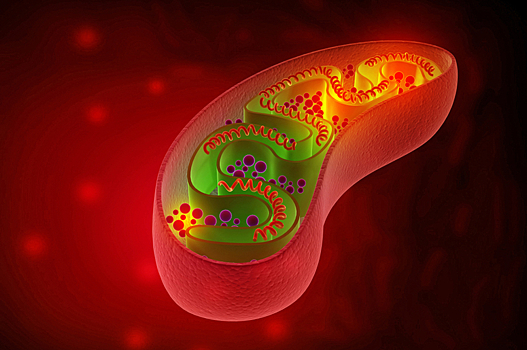 Российские учёные описали особенности развития дистрофии Дюшена