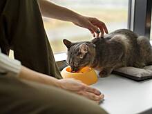 Запрет иностранных кормов в России объяснили обидой котов