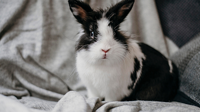 Восточный гороскоп: что ждет знак Кролика на работе в 2026 году