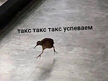 Самые актуальные мемы для россиян в декабре