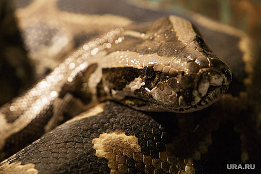 Водитель «Яндекс Такси» пойдет в полицию из-за шутки со змеей