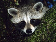 Енотовидные собаки оказались разносчиками опасных паразитов