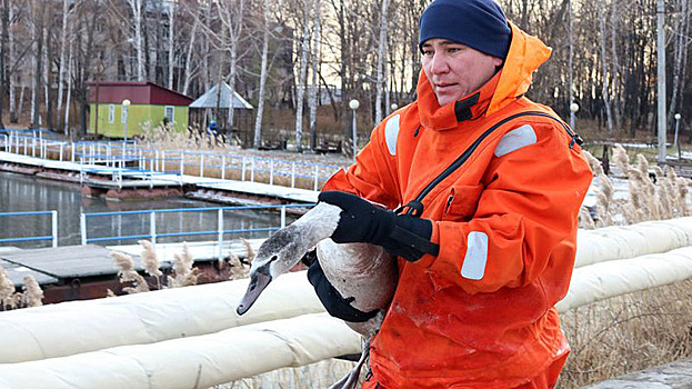 В Челябинске спасатели поймали на озере раненого лебедёнка. ВИДЕО