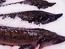 Торговую сеть волгоградского бизнесмена признали лучшей в России