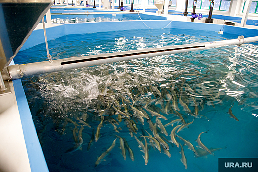 Рыбзавод в ХМАО ищет семью, которой предлагает работу с проживанием в доме на озере