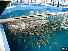 Рыбзавод в ХМАО ищет семью, которой предлагает работу с проживанием в доме на озере