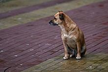В Республике Алтай приняли закон об эвтаназии бродячих собак