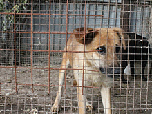 Большинство жителей Белогорска высказалось за усыпление бездомных собак