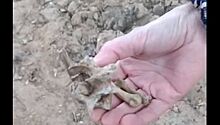 «Вот пальчики, позвоночник»: человеческие кости нашли на детской площадке в Костроме