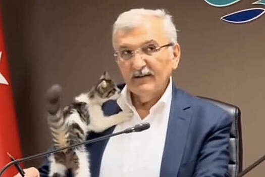 В Турции мэр города опубликовал видео с совещания, которое посетил кот