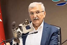 В Турции мэр города опубликовал видео с совещания, которое посетил кот