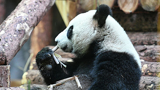 В столичном зоопарке покажут панд прошлого века