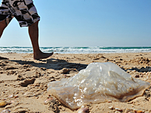 Нашествие медуз на черноморском курорте попало на видео