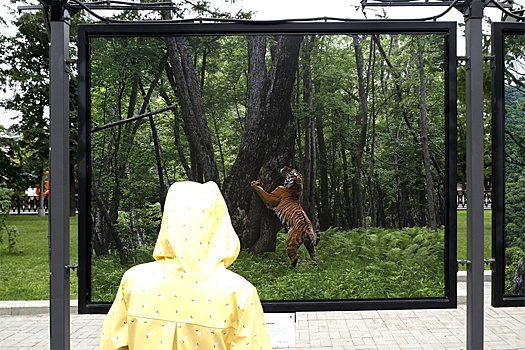 В Москве открылась фотовыставка о жизни тигров