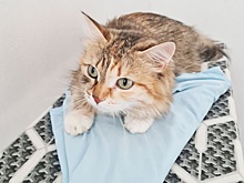 Сотрудники Кольцово приютили кошку, которую бросили пассажиры