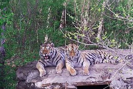 Тигры ушли к реке Биджан. Сайхан и Лазовка к свободе отнеслись настороженно