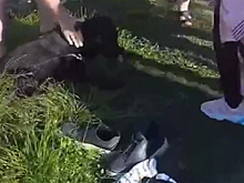 Мужчина спас собаку из ливневого канала в Сочи