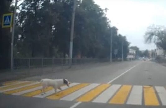 В соцсетях орловскую дворнягу удостоили звания «идеальный пешеход»