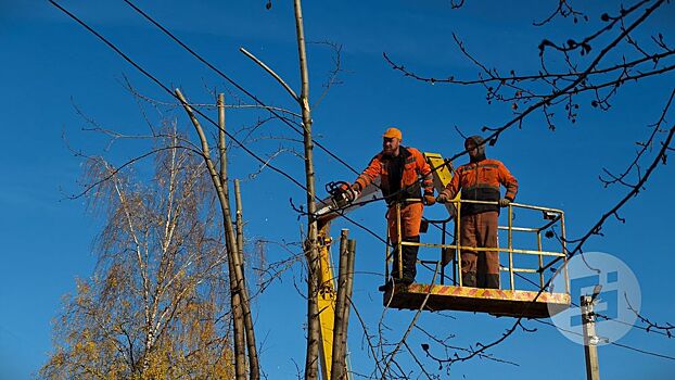Итоги дня: валка аварийных деревьев в Ижевске и задержание адвоката в Удмуртии за связь с украинскими террористами