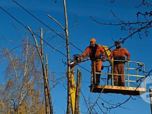 Итоги дня: валка аварийных деревьев в Ижевске и задержание адвоката в Удмуртии за связь с украинскими террористами
