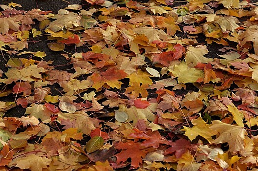 Дачникам объяснили, стоит ли убирать листву и упавшие яблоки с участка