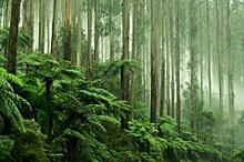 Сокращение способности тропических лесов поглощать CO2 приближает климатическую катастрофу