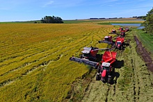 Россия преодолела новый рубеж по сбору риса